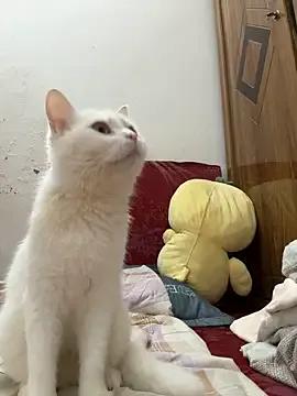 July-Asian — Freechat on StripChat